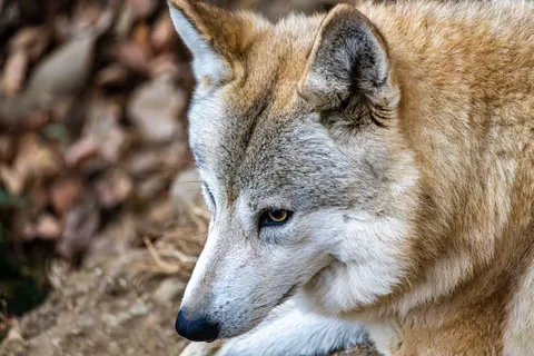 Fond d'écran Loup 4K · animals · 3840×2560