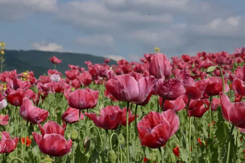罌粟花田 4K桌布 · flowers · 3840×2560