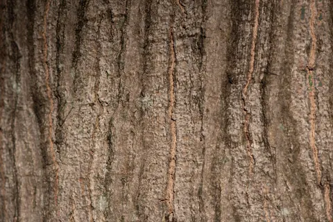 나무 질감 4K 배경화면 · textures · 3840×2563