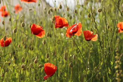 Poppy Field 4K Wallpaper · flowers · 3840×2560