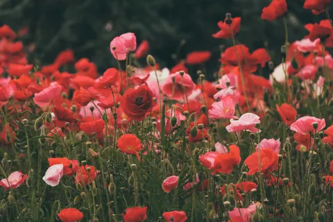 Fond d'écran Champ de coquelicots 4K · flowers · 3840×2560