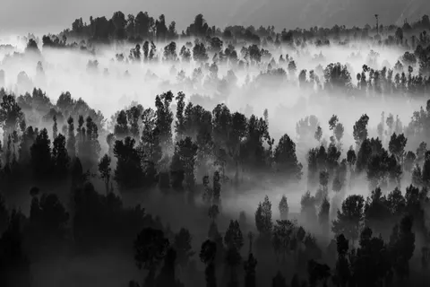 Fondo de pantalla Bosque con niebla 4K · nature · 3840×2560