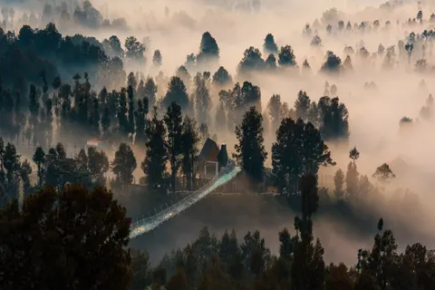 Foggy Forest 4K Wallpaper · nature · 3840×2560