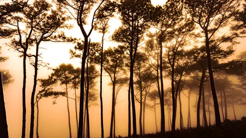 Foggy Forest 4K Wallpaper · nature · 3840×2160