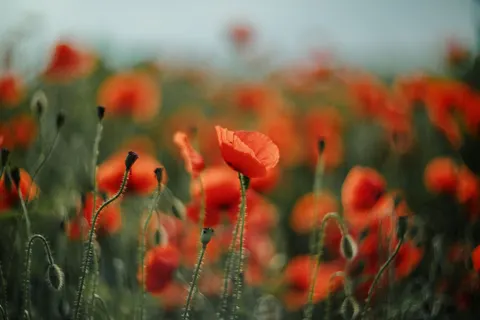 Poppy Field 4K Wallpaper · flowers · 3840×2560