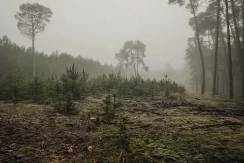 Foggy Forest 4K Wallpaper · nature · 3840×2560