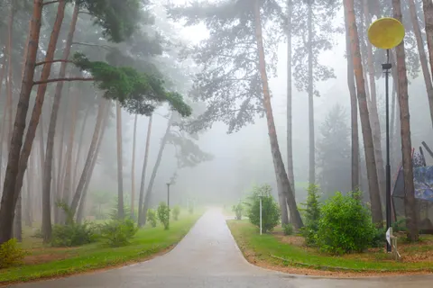 Papel de parede Floresta com neblina 4K · nature · 3840×2560