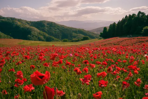 Poppy Field 4K Wallpaper · flowers · 3840×2560