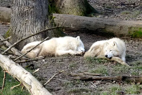 خلفية ذئب بدقة 4K · animals · 3840×2560