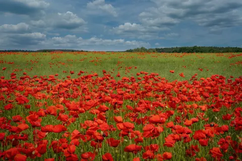罌粟花田 4K桌布 · flowers · 3840×2560