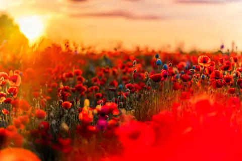 罌粟花田 4K桌布 · flowers · 3840×2560