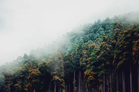 안개 낀 숲 4K 배경화면 · nature · 3840×2560