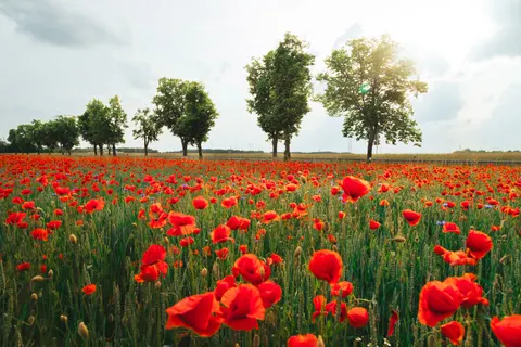 Poppy Field 4K Wallpaper · flowers · 3840×2560