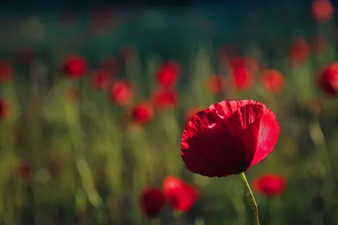 Fond d'écran Champ de coquelicots 4K · flowers · 3840×2560