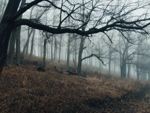 안개 낀 숲 4K 배경화면 · nature · 3840×2880