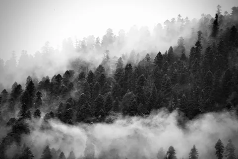 Fondo de pantalla Bosque con niebla 4K · nature · 3840×2560