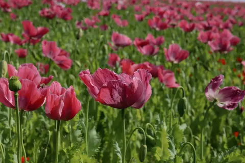 Fond d'écran Champ de coquelicots 4K · flowers · 3840×2560