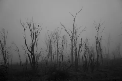 Nebliger Wald 4K Hintergrundbild · nature · 3840×2560