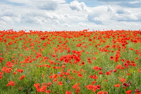 Fond d'écran Champ de coquelicots 4K · flowers · 3840×2560