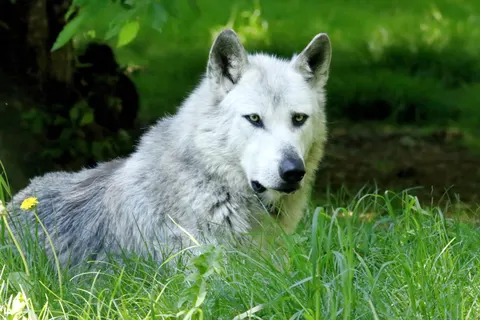 Wolf 4K Hintergrundbild · animals · 3840×2560