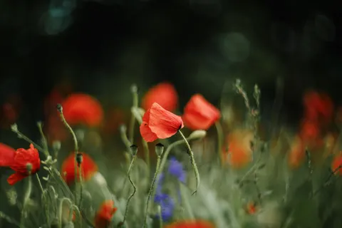 罌粟花田 4K桌布 · flowers · 3840×2560