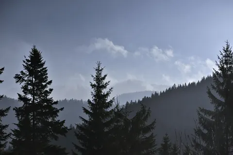 Foggy Forest 4K Wallpaper · nature · 3840×2560