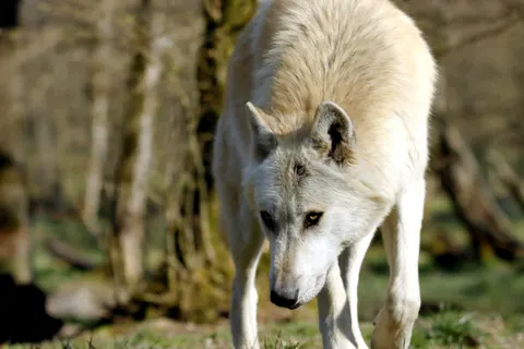 Wolf 4K Wallpaper · animals · 3840×2560