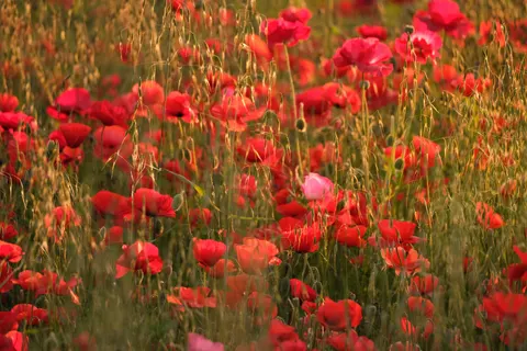 Poppy Field 4K Wallpaper · flowers · 3840×2560