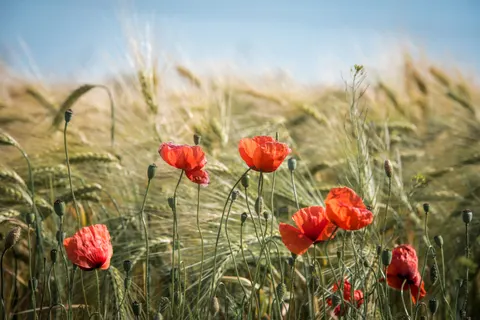 Fond d'écran Champ de coquelicots 4K · flowers · 3840×2563
