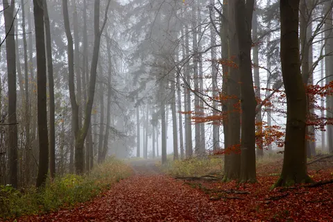 Foggy Forest 4K Wallpaper · nature · 3840×2561