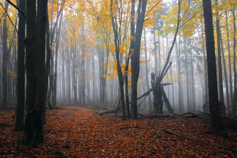 خلفية غابة ضبابية بدقة 4K · nature · 3840×2561