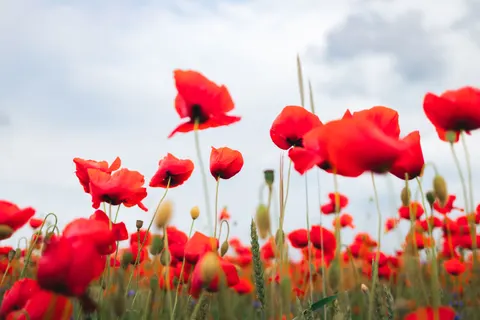 罌粟花田 4K桌布 · flowers · 3840×2560