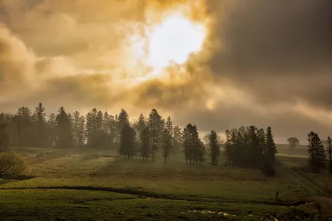 안개 낀 숲 4K 배경화면 · nature · 3840×2560