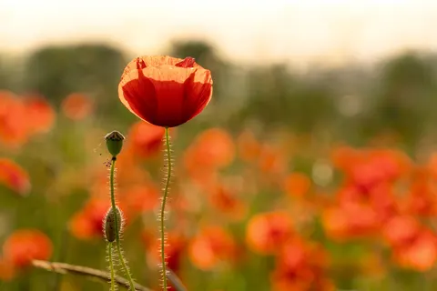 罌粟花田 4K桌布 · flowers · 3840×2561