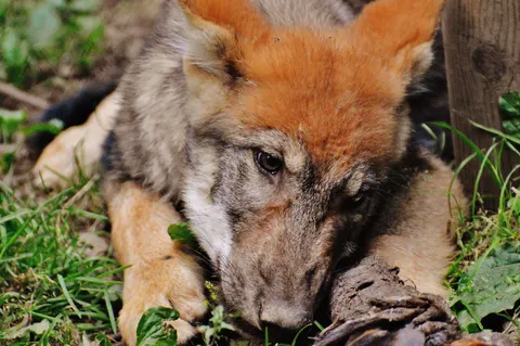 Fond d'écran Loup 4K · animals · 3840×2553