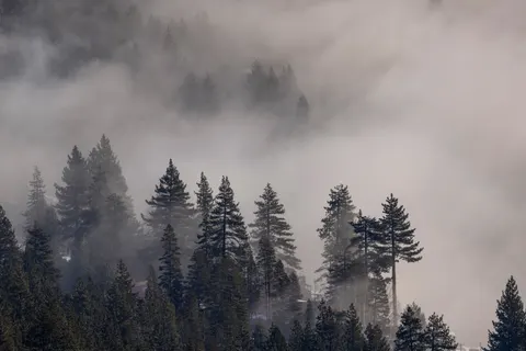 雾中森林 4K壁纸 · nature · 3840×2561