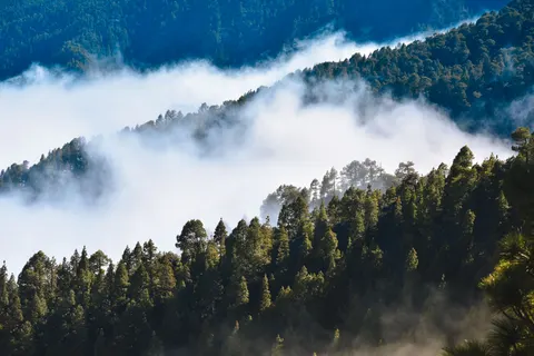 안개 낀 숲 4K 배경화면 · nature · 3840×2560