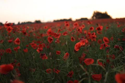 Poppy Field 4K Wallpaper · flowers · 3840×2561
