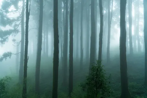 안개 낀 숲 4K 배경화면 · nature · 3840×2560