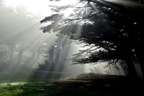 Fondo de pantalla Bosque con niebla 4K · nature · 3840×2560