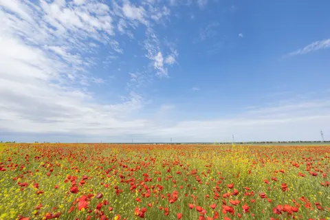 罌粟花田 4K桌布 · flowers · 3840×2560