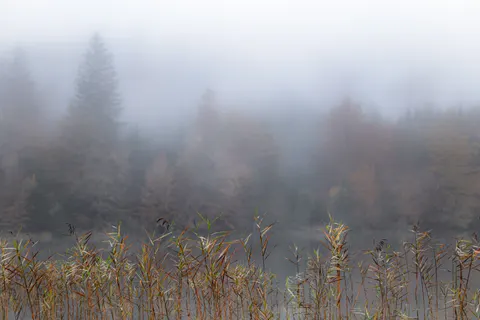 Foggy Forest 4K Wallpaper · nature · 3840×2560