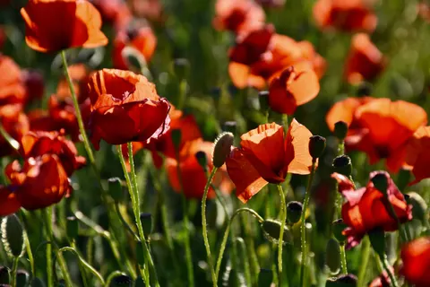 罌粟花田 4K桌布 · flowers · 3840×2560