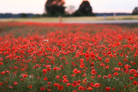 Poppy Field 4K Wallpaper · flowers · 3840×2561