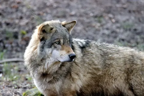 Fond d'écran Loup 4K · animals · 3840×2560