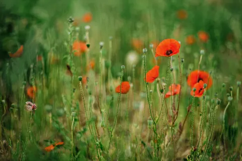 罌粟花田 4K桌布 · flowers · 3840×2560