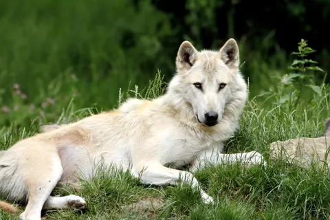 Fond d'écran Loup 4K · animals · 3840×2560