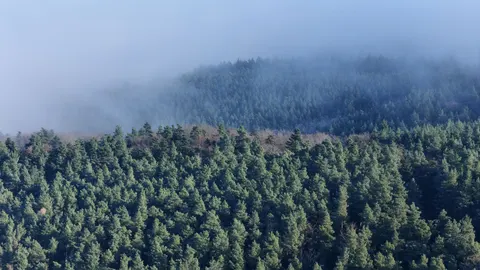 안개 낀 숲 4K 배경화면 · nature · 3840×2160