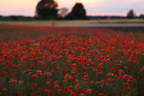 Poppy Field 4K Wallpaper · flowers · 3840×2561