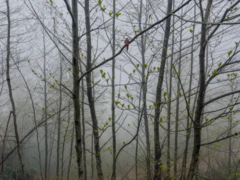 Fondo de pantalla Bosque con niebla 4K · nature · 3840×2880